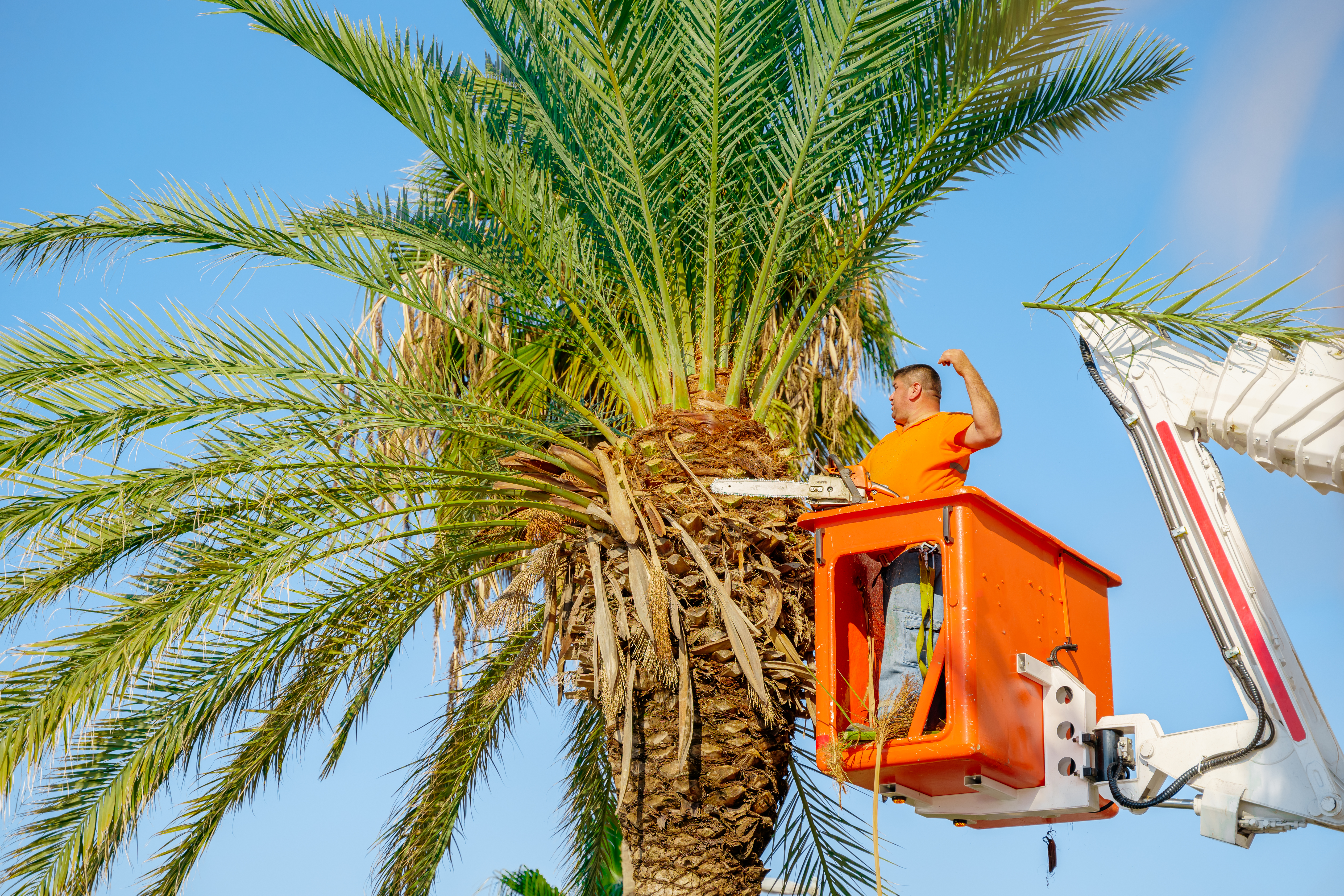 palm tree services