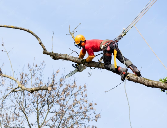 Tree services, tree trimming